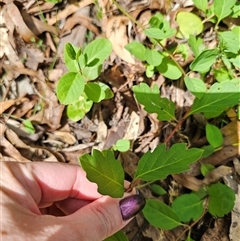 Lonicera japonica at Captains Flat, NSW - 28 Oct 2024