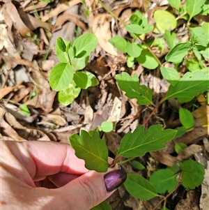 Lonicera japonica at Captains Flat, NSW - 28 Oct 2024