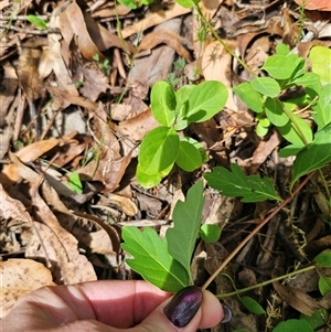 Lonicera japonica at Captains Flat, NSW - 28 Oct 2024