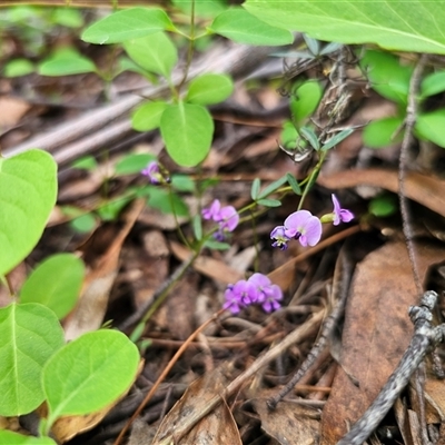 Glycine clandestina (Twining Glycine) at Captains Flat, NSW - 28 Oct 2024 by Csteele4