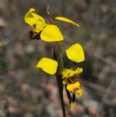 Diuris sulphurea (Tiger Orchid) at Captains Flat, NSW - 28 Oct 2024 by Csteele4