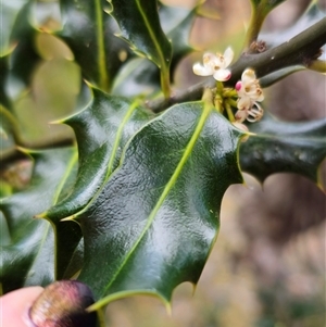 Ilex aquifolium at Captains Flat, NSW - 28 Oct 2024 03:10 PM