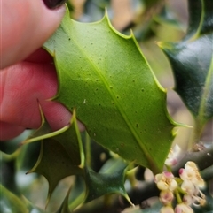 Ilex aquifolium at Captains Flat, NSW - 28 Oct 2024 03:10 PM