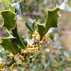 Ilex aquifolium at Captains Flat, NSW - 28 Oct 2024 03:10 PM