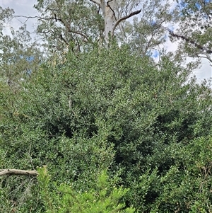 Ilex aquifolium at Captains Flat, NSW - 28 Oct 2024 03:10 PM