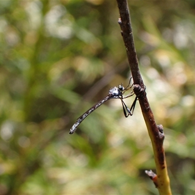 Leptogaster sp. (genus) (Robber fly) at Murrumbateman, NSW - 26 Oct 2024 by SimoneC