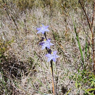 Thelymitra pauciflora (Slender Sun Orchid) at Cook, ACT - 28 Oct 2024 by HarleyB