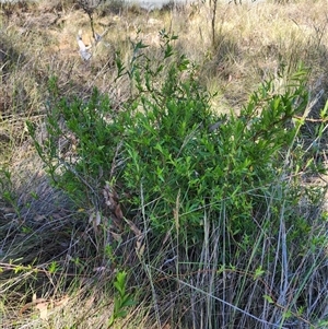 Billardiera heterophylla at Cook, ACT - 28 Oct 2024 01:47 PM