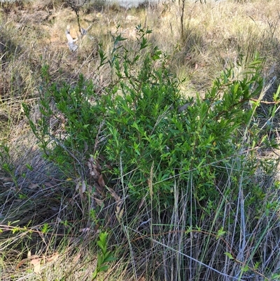 Billardiera heterophylla (Western Australian Bluebell Creeper) at Cook, ACT - 28 Oct 2024 by HarleyB