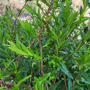 Billardiera heterophylla at Cook, ACT - 28 Oct 2024 01:47 PM