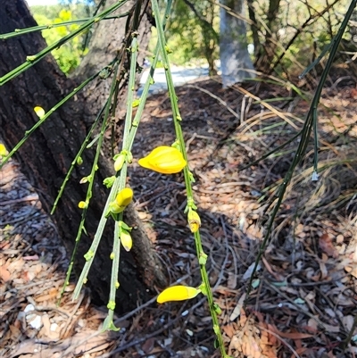 Cytisus scoparius subsp. scoparius (Scotch Broom, Broom, English Broom) at Cook, ACT - 28 Oct 2024 by HarleyB