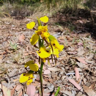 Diuris sulphurea (Tiger Orchid) at Cook, ACT - 28 Oct 2024 by HarleyB