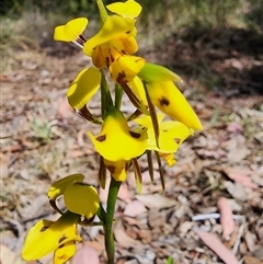 Diuris sulphurea at Cook, ACT - 28 Oct 2024