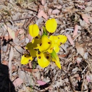 Diuris sulphurea at Cook, ACT - 28 Oct 2024