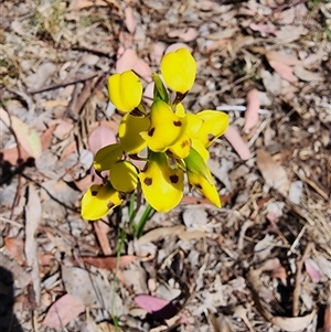 Diuris sulphurea at Cook, ACT - 28 Oct 2024