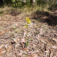 Diuris sulphurea at Cook, ACT - 28 Oct 2024