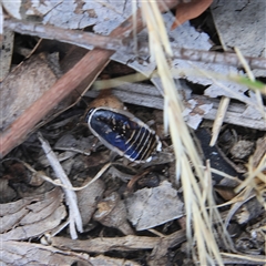 Unidentified Cockroach (Blattodea, several families) at Higgins, ACT - 27 Oct 2024 by MichaelWenke