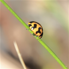 Coccinella transversalis (Transverse Ladybird) at Higgins, ACT - 27 Oct 2024 by MichaelWenke