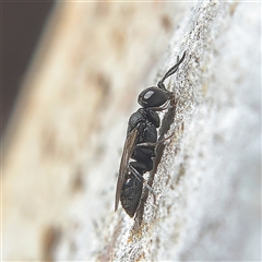 Unidentified Wasp (Hymenoptera, Apocrita) at Higgins, ACT - 27 Oct 2024 by MichaelWenke