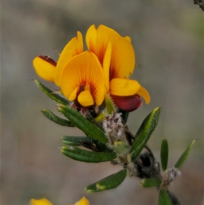 Pultenaea capitellata (Hard-head Bush-pea) at Captains Flat, NSW - 28 Oct 2024 by Csteele4