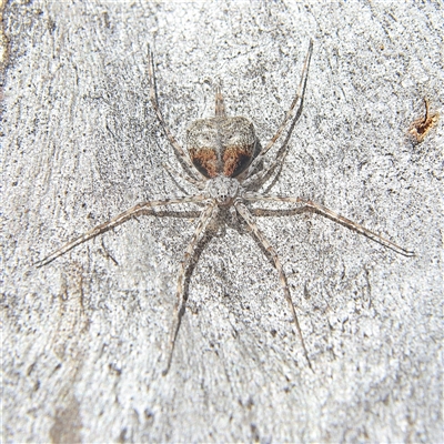 Tamopsis sp. (genus) (Two-tailed spider) at Higgins, ACT - 27 Oct 2024 by MichaelWenke