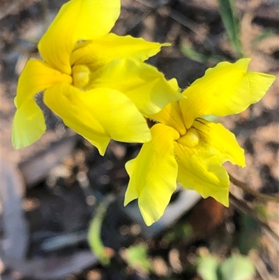 Goodenia pinnatifida (Scrambled Eggs) at Lyons, ACT - 26 Oct 2024 by GregC