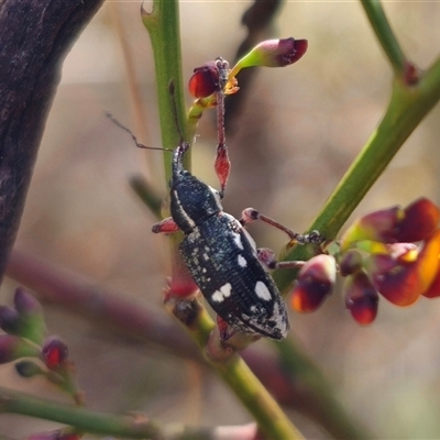 Aoplocnemis sp. (genus) (A weevil) at Captains Flat, NSW - 28 Oct 2024 by Csteele4