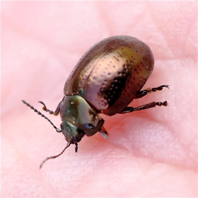 Chrysolina quadrigemina (Greater St Johns Wort beetle) at Pialligo, ACT - 27 Oct 2024 by ConBoekel