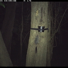 Phascogale tapoatafa (Brush-tailed Phascogale) at Shark Creek, NSW - 23 Oct 2024 by topwood