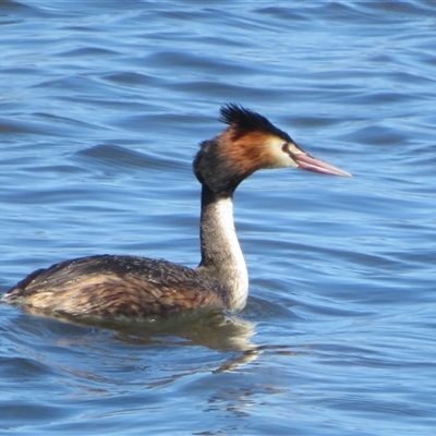 Podiceps cristatus (Great Crested Grebe) at Dunlop, ACT - 28 Oct 2024 by Christine