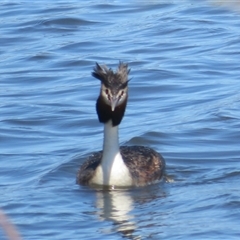 Podiceps cristatus at Dunlop, ACT - 28 Oct 2024