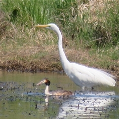 Podiceps cristatus at Dunlop, ACT - 28 Oct 2024