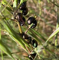 Chrysolina quadrigemina (Greater St Johns Wort beetle) at Whitlam, ACT - 28 Oct 2024 by SteveBorkowskis