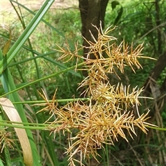 Cyperus sp. at Tyndale, NSW - 26 Oct 2024 by Topwood