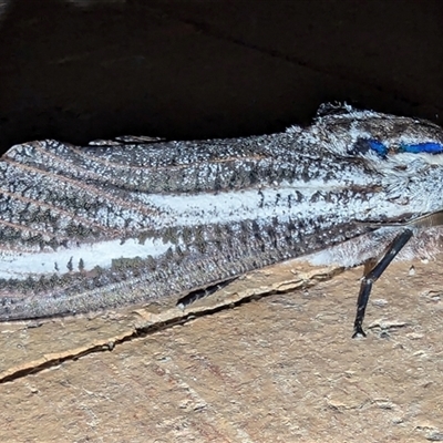 Endoxyla encalypti at Kalbarri, WA - 26 Oct 2024 by HelenCross