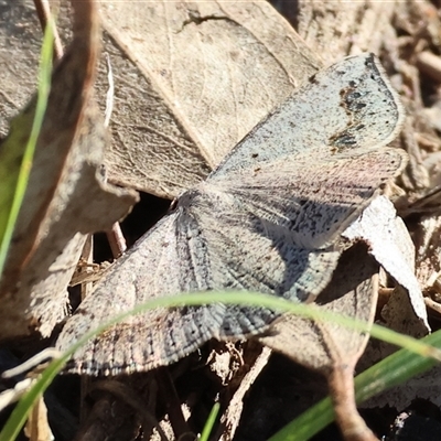 Unidentified Moth (Lepidoptera) at Wodonga, VIC - 27 Oct 2024 by KylieWaldon