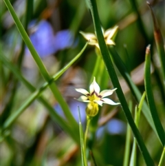 Sisyrinchium rosulatum (Scourweed) at Throsby, ACT - 28 Oct 2024 by Cmperman