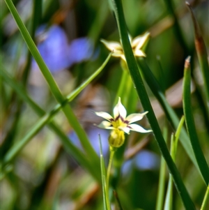 Sisyrinchium rosulatum at Throsby, ACT - 28 Oct 2024 01:38 PM