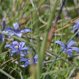 Isotoma fluviatilis subsp. australis at Throsby, ACT - 28 Oct 2024