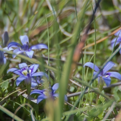 Isotoma fluviatilis subsp. australis (Swamp Isotome) at Throsby, ACT - 28 Oct 2024 by Cmperman