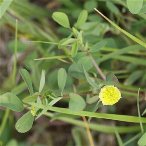 Trifolium campestre at Pialligo, ACT - 27 Oct 2024 02:54 PM