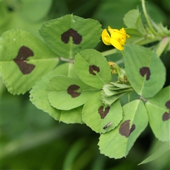 Medicago arabica (Spotted Burr Medic) at Pialligo, ACT - 27 Oct 2024 by ConBoekel