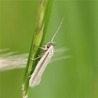 Philobota pilipes (A concealer moth) at Pialligo, ACT - 27 Oct 2024 by ConBoekel