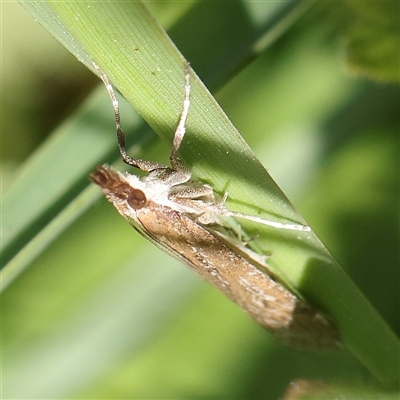 Eudonia cleodoralis (A Crambid moth) at Pialligo, ACT - 27 Oct 2024 by ConBoekel