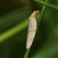 Merophyas divulsana (Lucerne Leafroller) at Pialligo, ACT - 27 Oct 2024 by ConBoekel