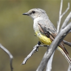 Eopsaltria griseogularis (Western Yellow Robin) at Kalbarri National Park, WA - 26 Oct 2024 by HelenCross