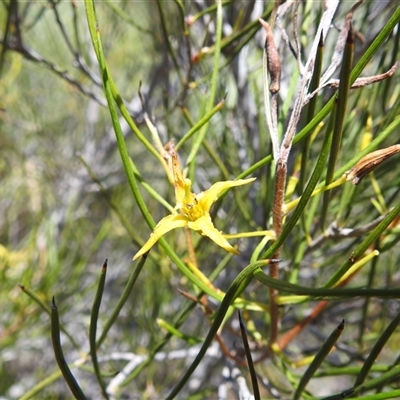 Unidentified Other Shrub at Kalbarri National Park, WA - 26 Oct 2024 by HelenCross