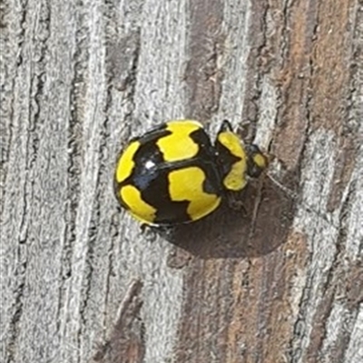 Illeis galbula (Fungus-eating Ladybird) at Shark Creek, NSW - 28 Oct 2024 by topwood