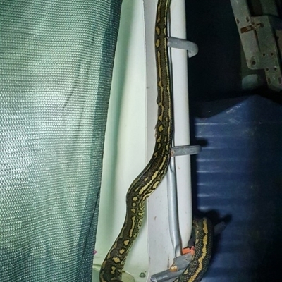 Morelia spilota (Carpet Python) at  - suppressed by Topwood