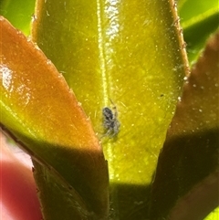 Unidentified Other web-building spider at Aranda, ACT - 28 Oct 2024 by Jubeyjubes